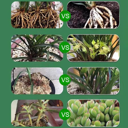 🌱[Consigliato Dagli Esperti Di Piante] Soluzione Liquida Per L'attivazione Di Piante E Fiori